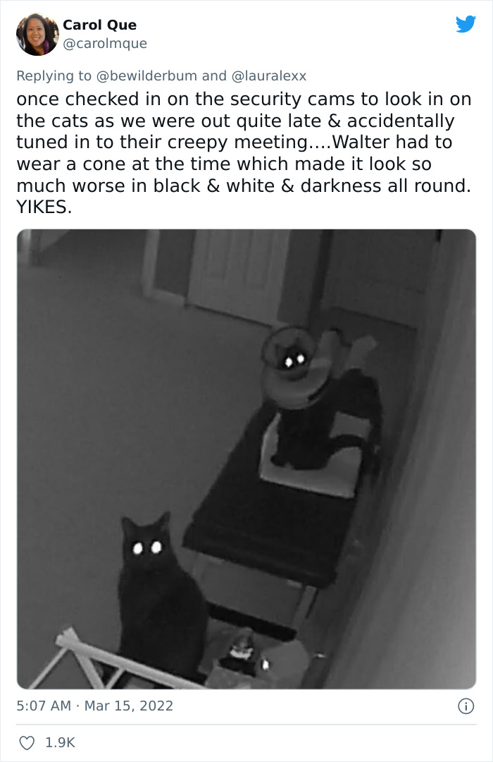 Online Folks Reveal 26 Stories About Cats And Their Engaging Night Routines