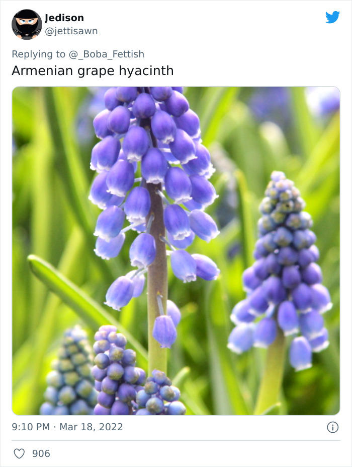 Armenian Grape Hyacinths