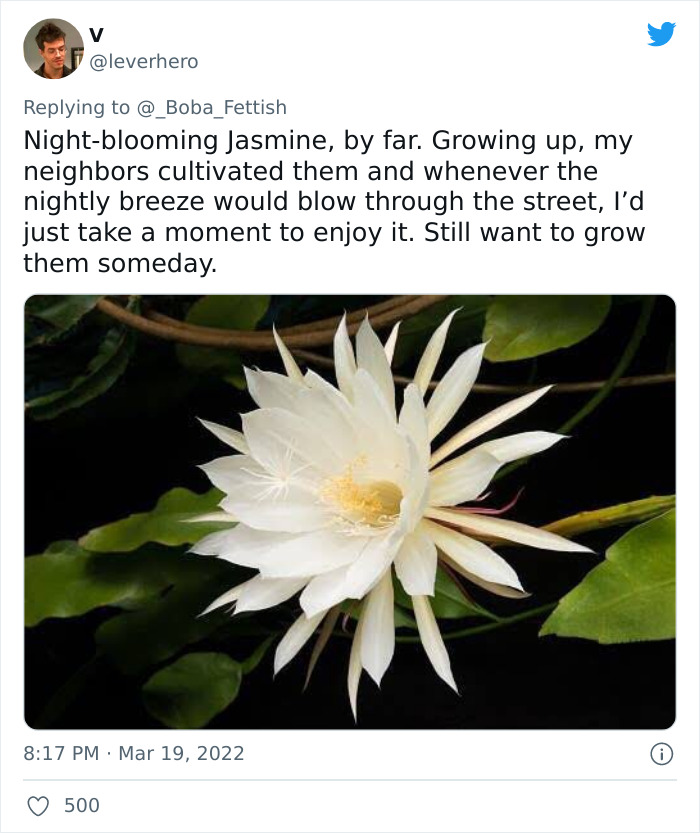 Night-Blooming Jasmines