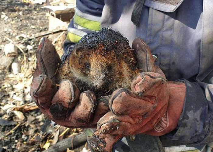 Woman Carries And Comforts Cat Amid Air Raid Sirens Sounding In Kyiv, Ukraine Woman Carries And Comforts Cat Amid Air Raid Sirens Sounding In Kyiv, Ukraine