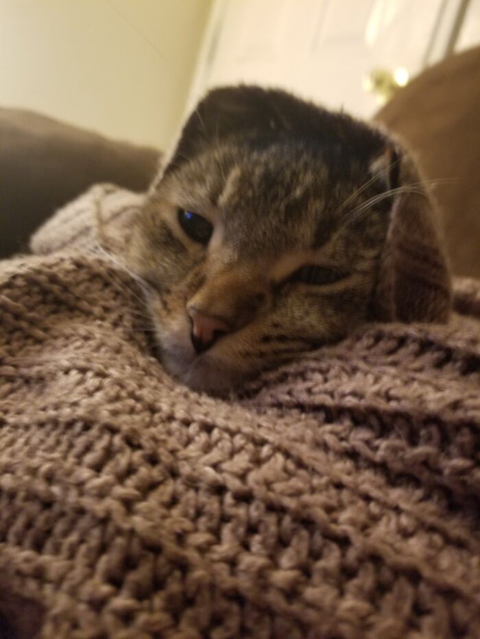 Soft Kitty Warm Kitty Little Ball Of Furrrr