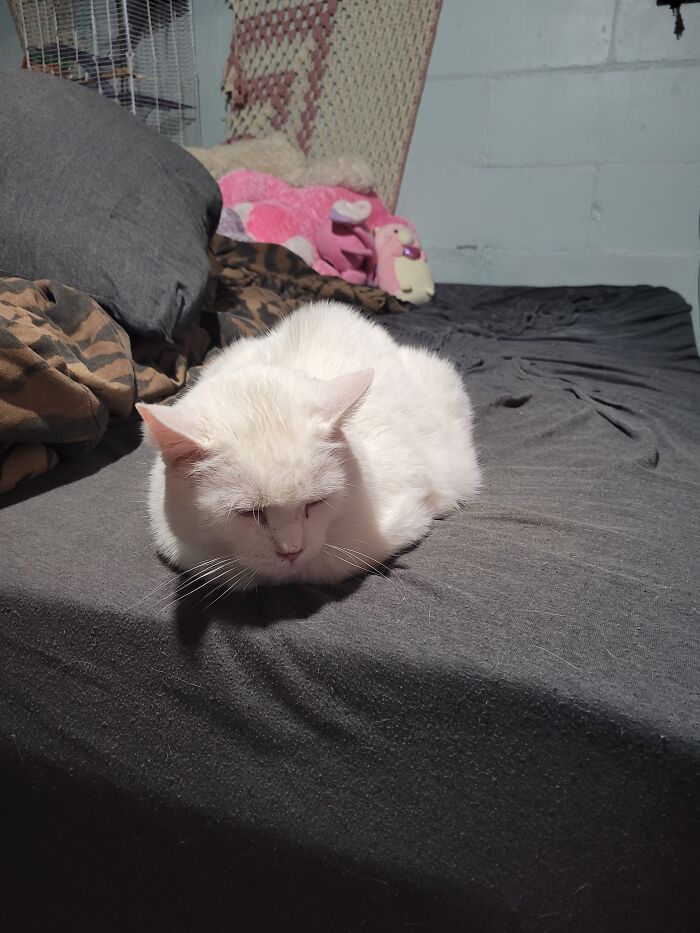 Inky Does A Sleep Loaf