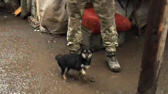 Puppy Rescued By Ukrainian Soldiers Becomes A Trusty Watchdog Puppy Rescued By Ukrainian Soldiers Becomes A Trusty Watchdog