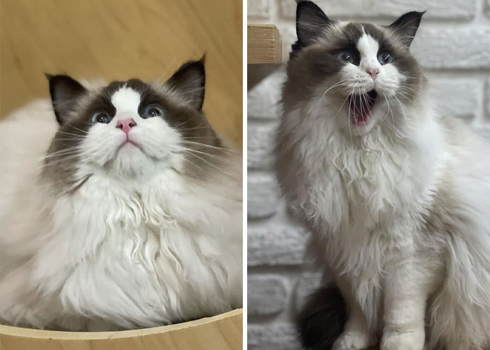 “We Would Never Leave Our Country”: Ukrainian Cat Café Stays Open Amid War “We Would Never Leave Our Country”: Ukrainian Cat Café Stays Open Amid War