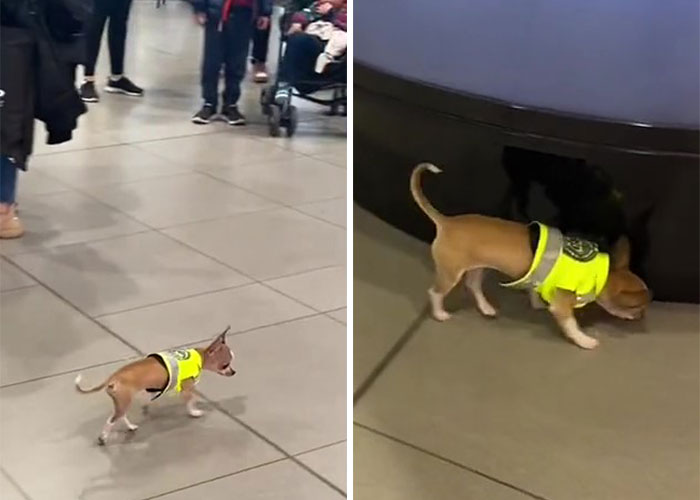 Video Captures The Tiniest Police Pup Doing Rounds Around An Airport, Amasses 9M Views