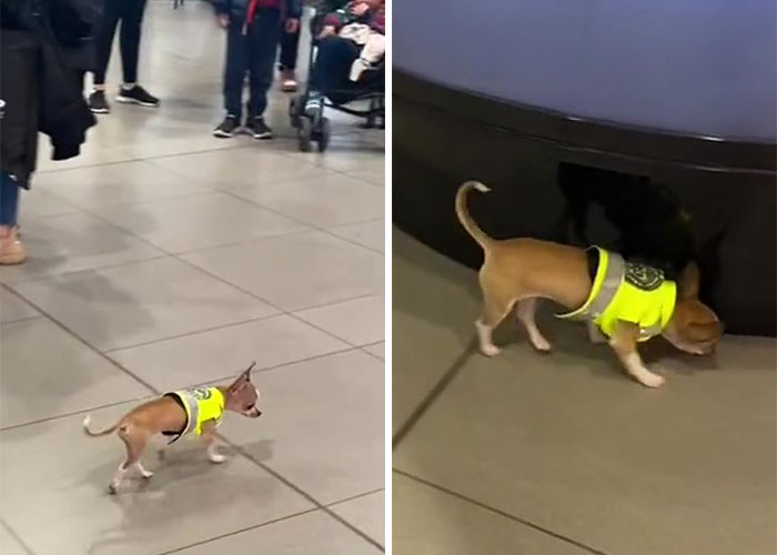 Video Captures The Tiniest Police Pup Doing Rounds Around An Airport, Amasses 9M Views Video Captures The Tiniest Police Pup Doing Rounds Around An Airport, Amasses 9M Views