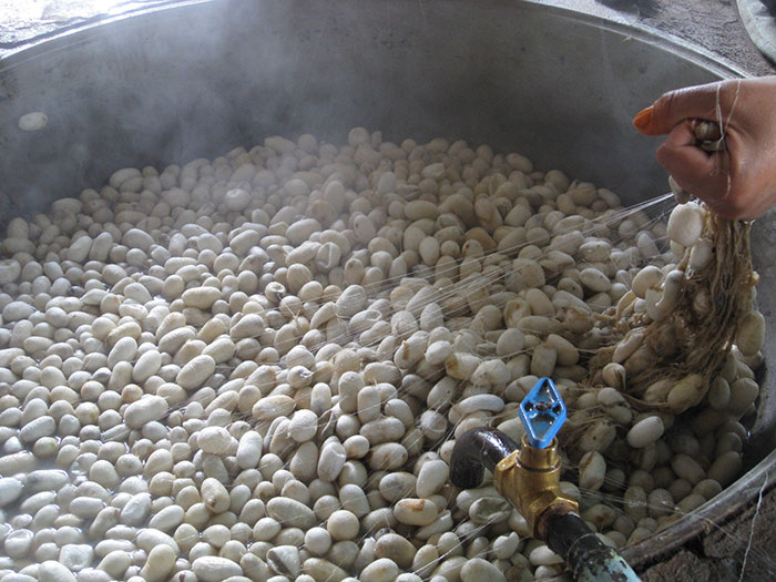 Boiled Silk Worms
