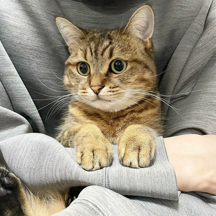 This Cat In Slippers Made From Its Own Fur Is Going Viral This Cat In Slippers Made From Its Own Fur Is Going Viral