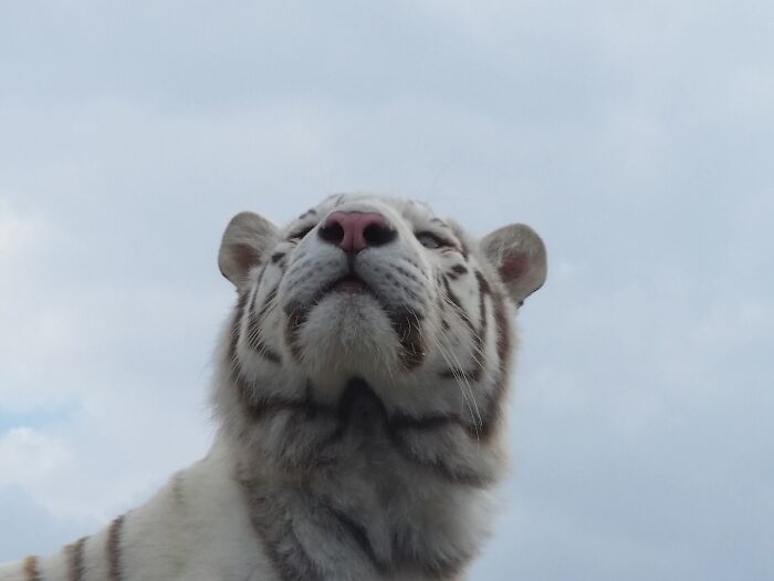 Here's My Picture Of A Rare White Tiger At A Zoo Where I Live. Unfortunately, I Read Last Week, That He Died After A Long Illness
