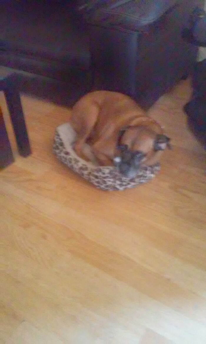 This Was King, Sleeping In The Kittys Bed!