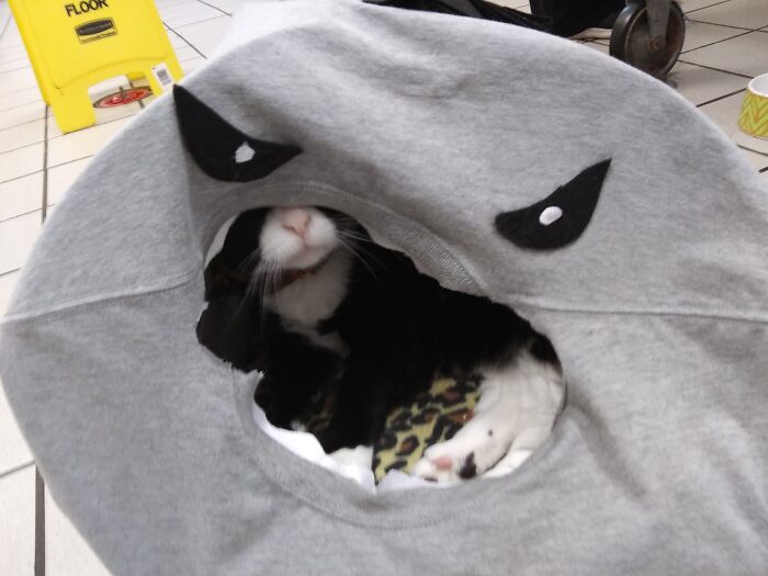 Our Clinic Shark- Oops I Mean Cat.