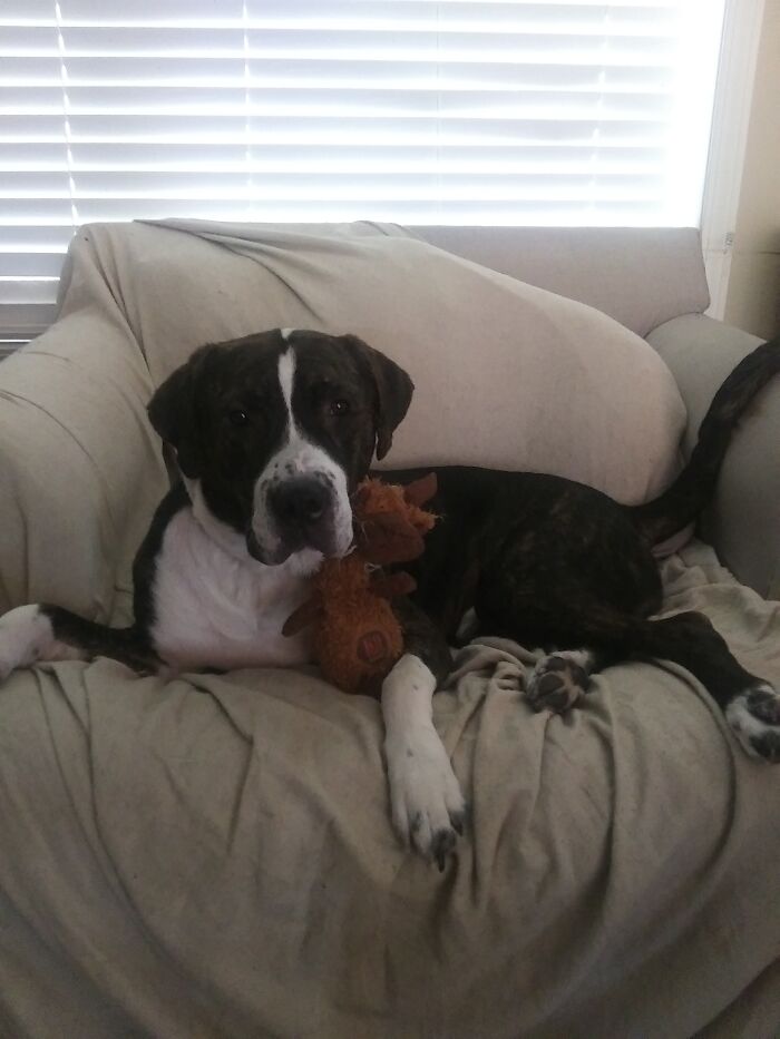 Bubba Moose With The Og Stuffed Moose (We Had To Get Him A New One)