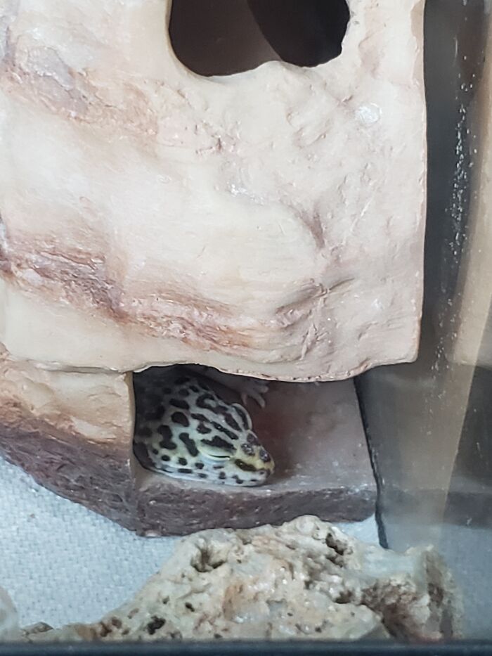 Snowflake The Leopard Gecko. Wonder What She's Dreaming About?