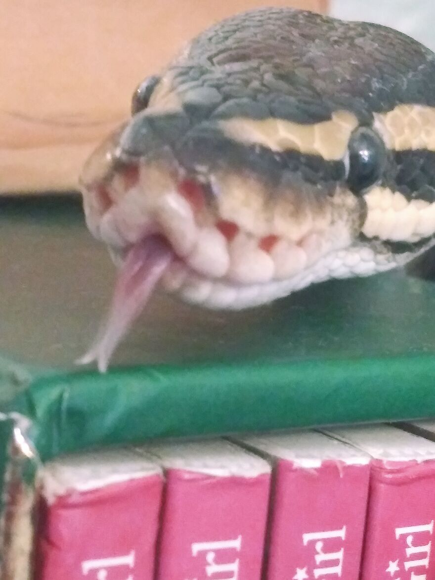 Got A Picture Of My Pet Snake Dragon With Her Tongue Out