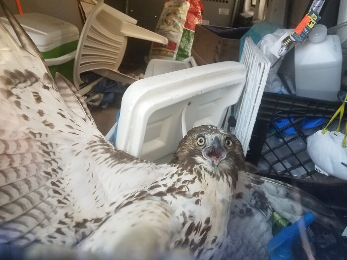 Coopers Hawk Chasing A Squirrel Hit My Windshield. Couldn't Leave Him In Middle Of Road. He Got A Claw Stuck In The Window. We Freed Him, But This Was Taken Through The Window While He Was Still Stuck