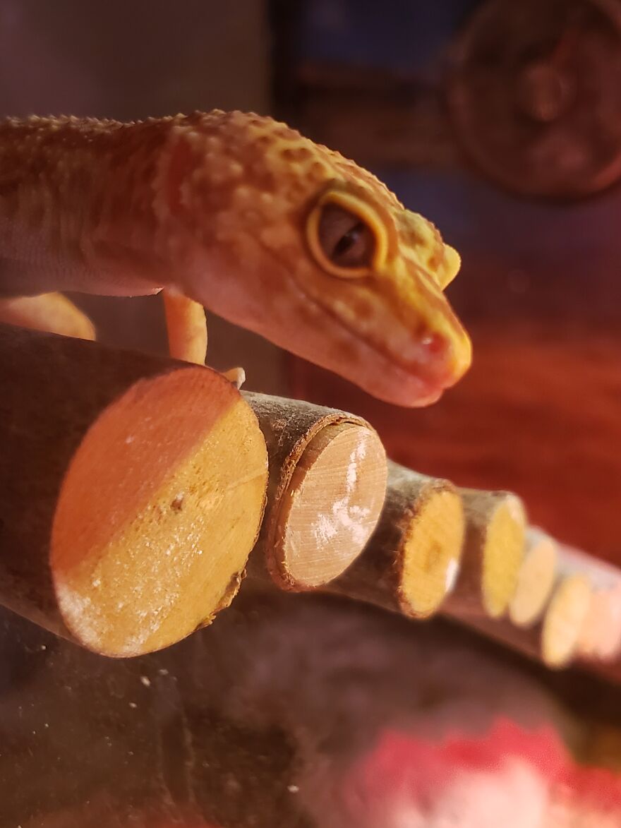 Sunshine The Gecko - Who Loves To Pose For The Camera!