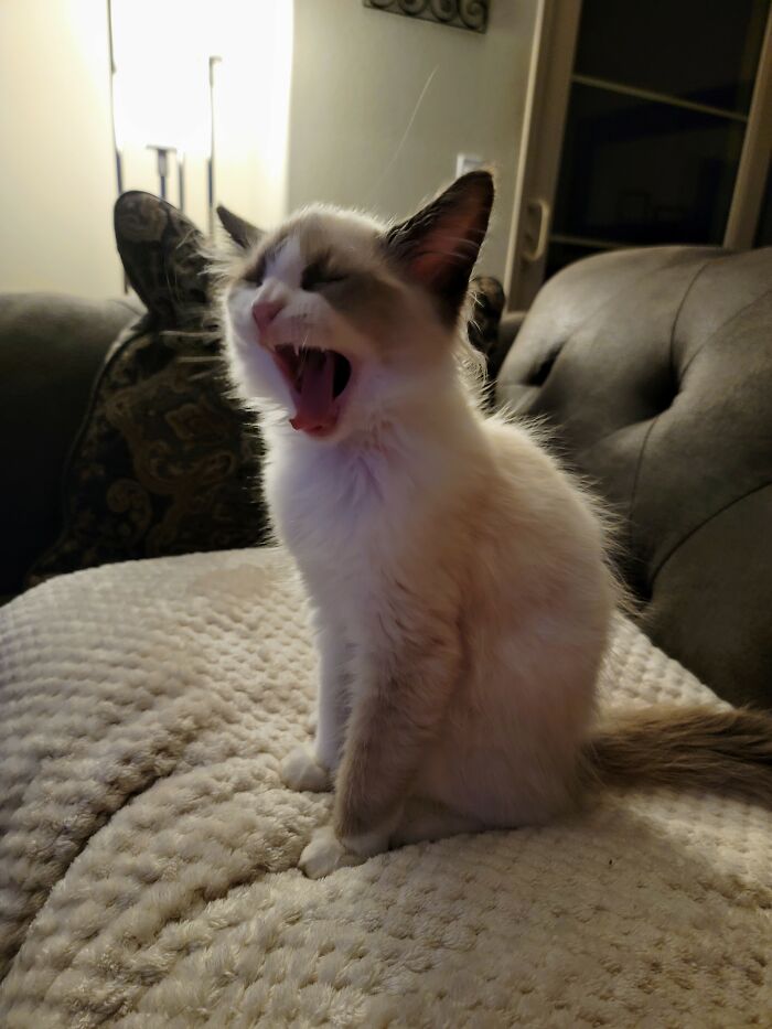 My Kitten's Ferocious Yawn