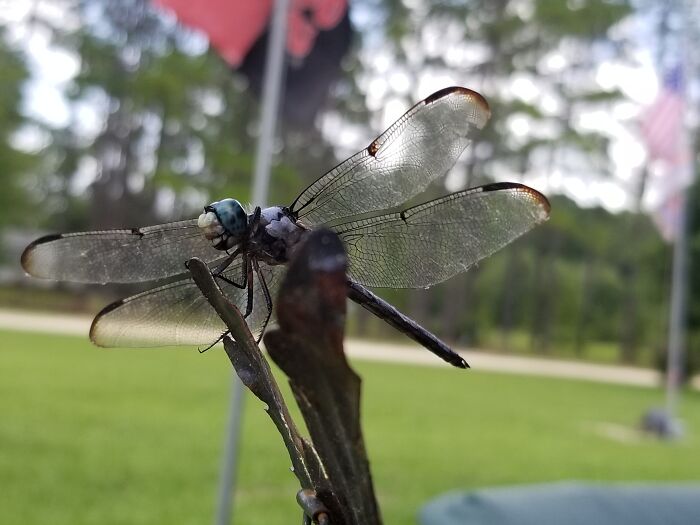 Mr. Dragonfly