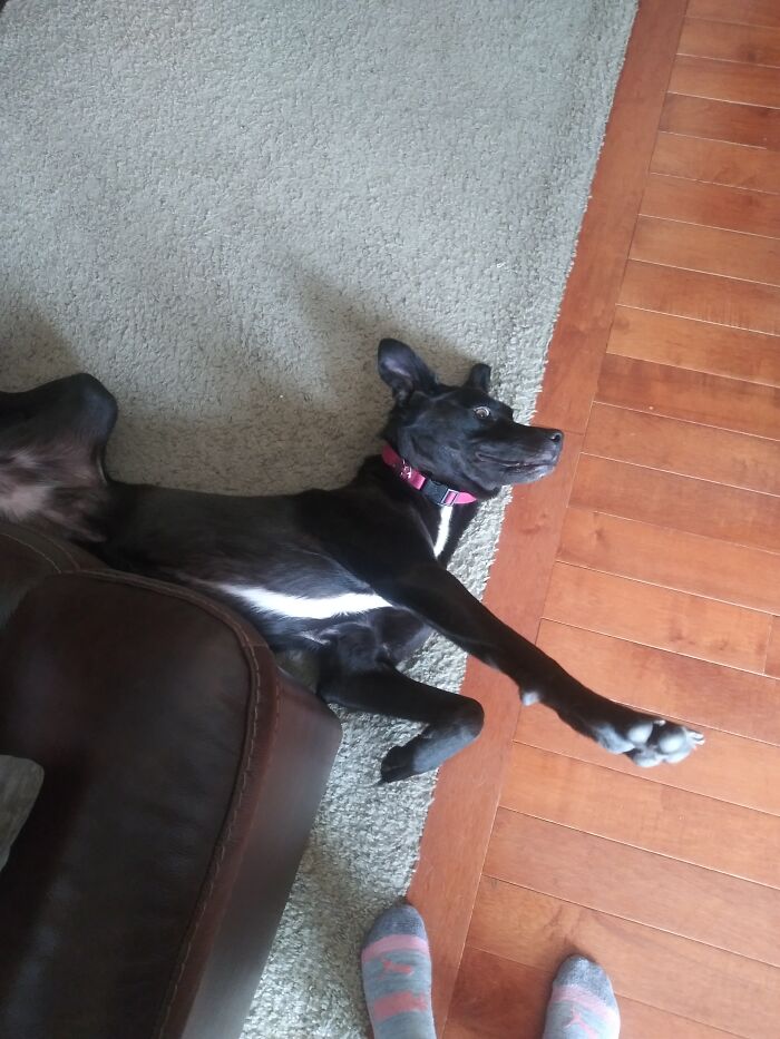 Derp Frequently Lays Like This