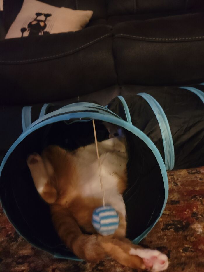 The Catnip Was In The Tunnel.