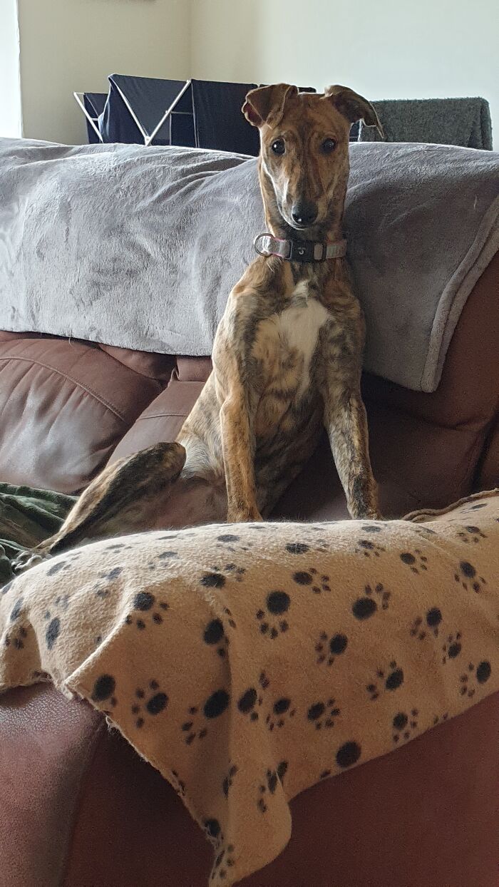 This Is Lily The Lurcher 💛💙