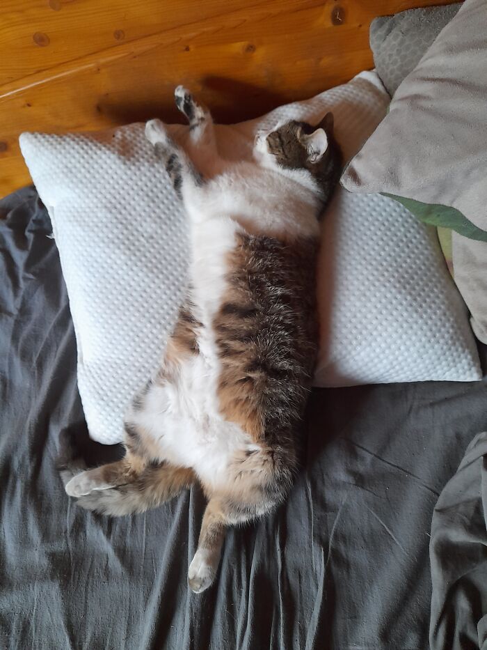 Mmmm, Pillow Is Now Mine
