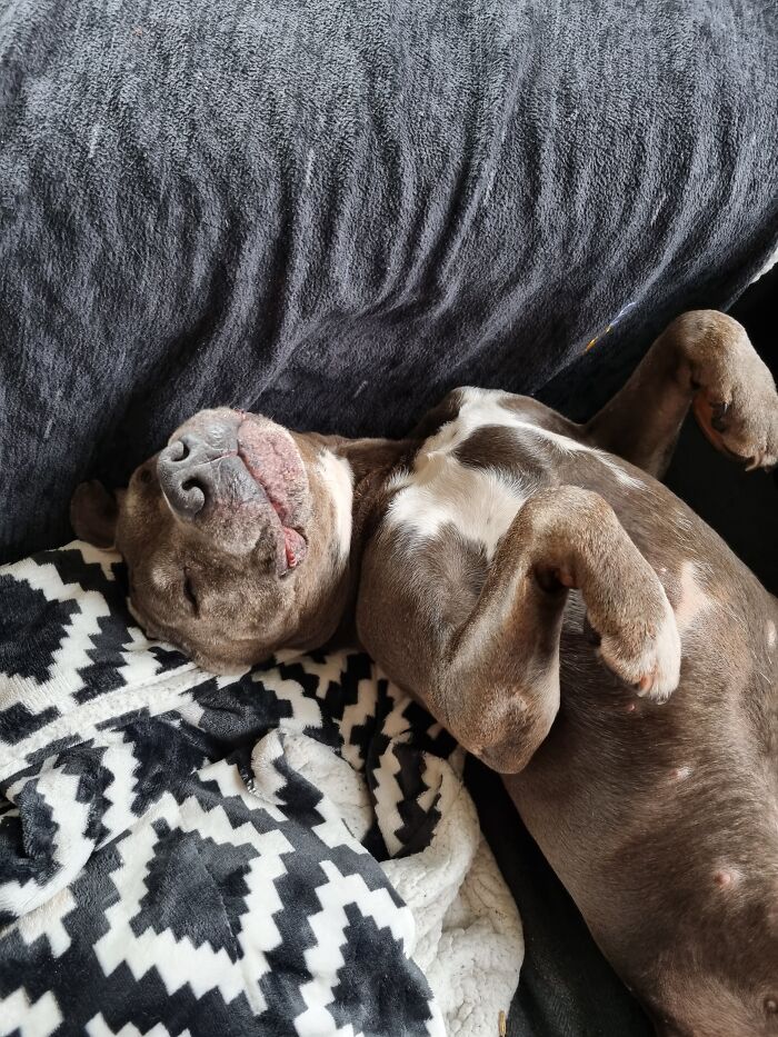 Meet Choco Who Loves To Sleep Like This