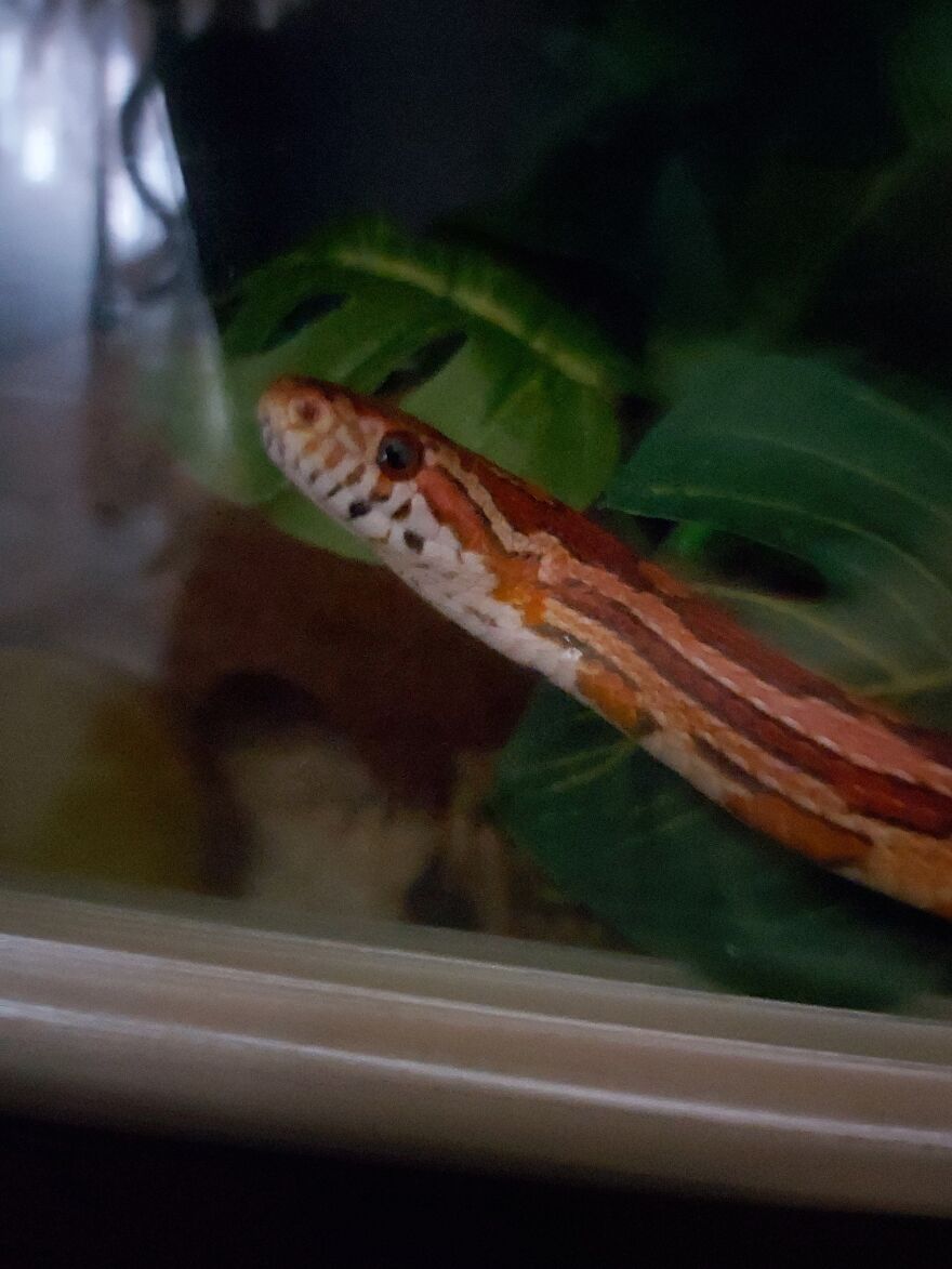 This Is My Baby, Koka! She's A Total Sweetheart And Has Won The Hearts Of Many Snake-Phobes