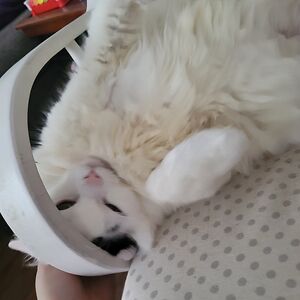 sakiashi-randomstuff avatar