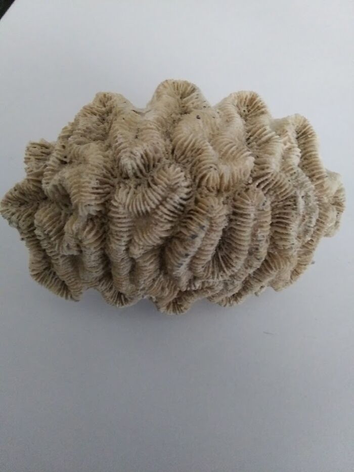 My 'Brain' Coral Fossil. I Can't Remember What Beach That I Found It On.