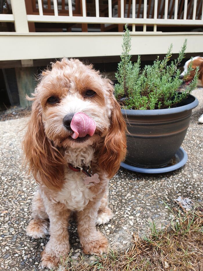 Willow The Gorgeous Cavoodle/Cavapoo (Cavalier King Charles X Poodle)