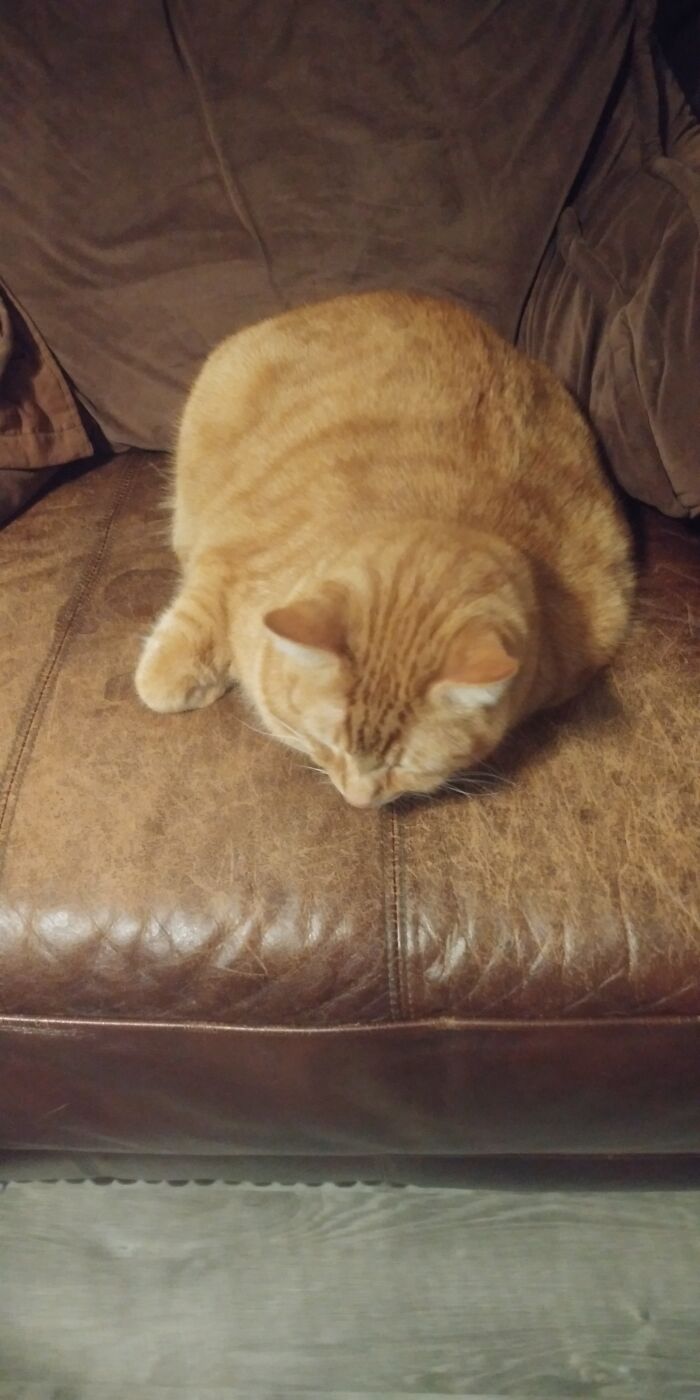 My Sleepy Fat Chonk, Goldy.