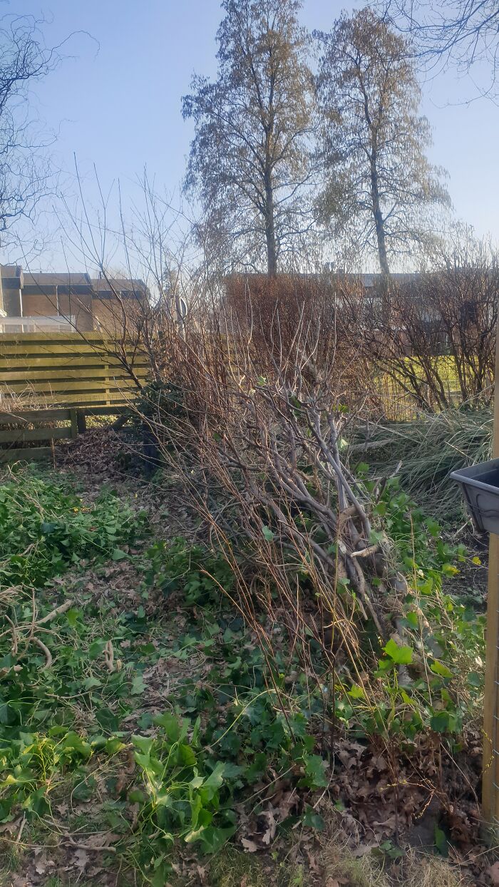 My Back Yard, In The Middle Of Cleaning Up Storm Damage