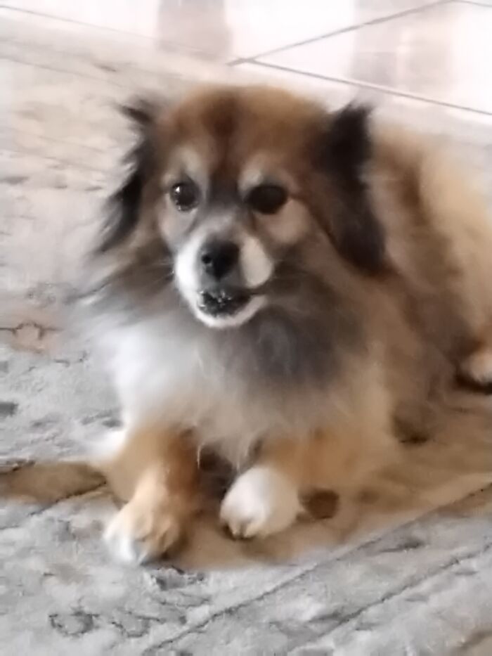 We Dont Know His Breed But We Think Hes A Mixed Pomeranian... Does Anyone Know?