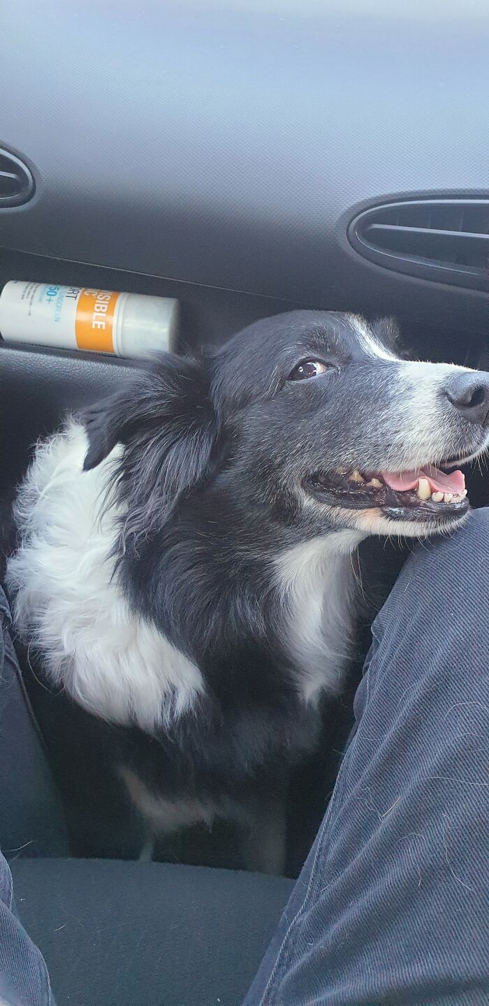 My Neurotic Border Collie Getting To Ride In The Front Footwell Whilst Her Dad Is The Passenger
