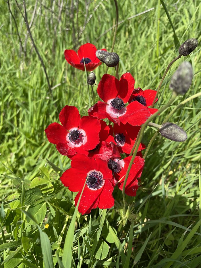 Anemones In Israel