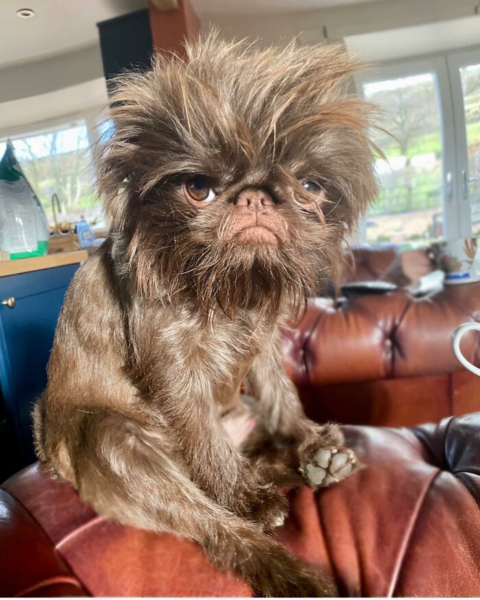 Dog Goes Viral For Looking Exactly Like Real-Life Chewbacca From “Star Wars”