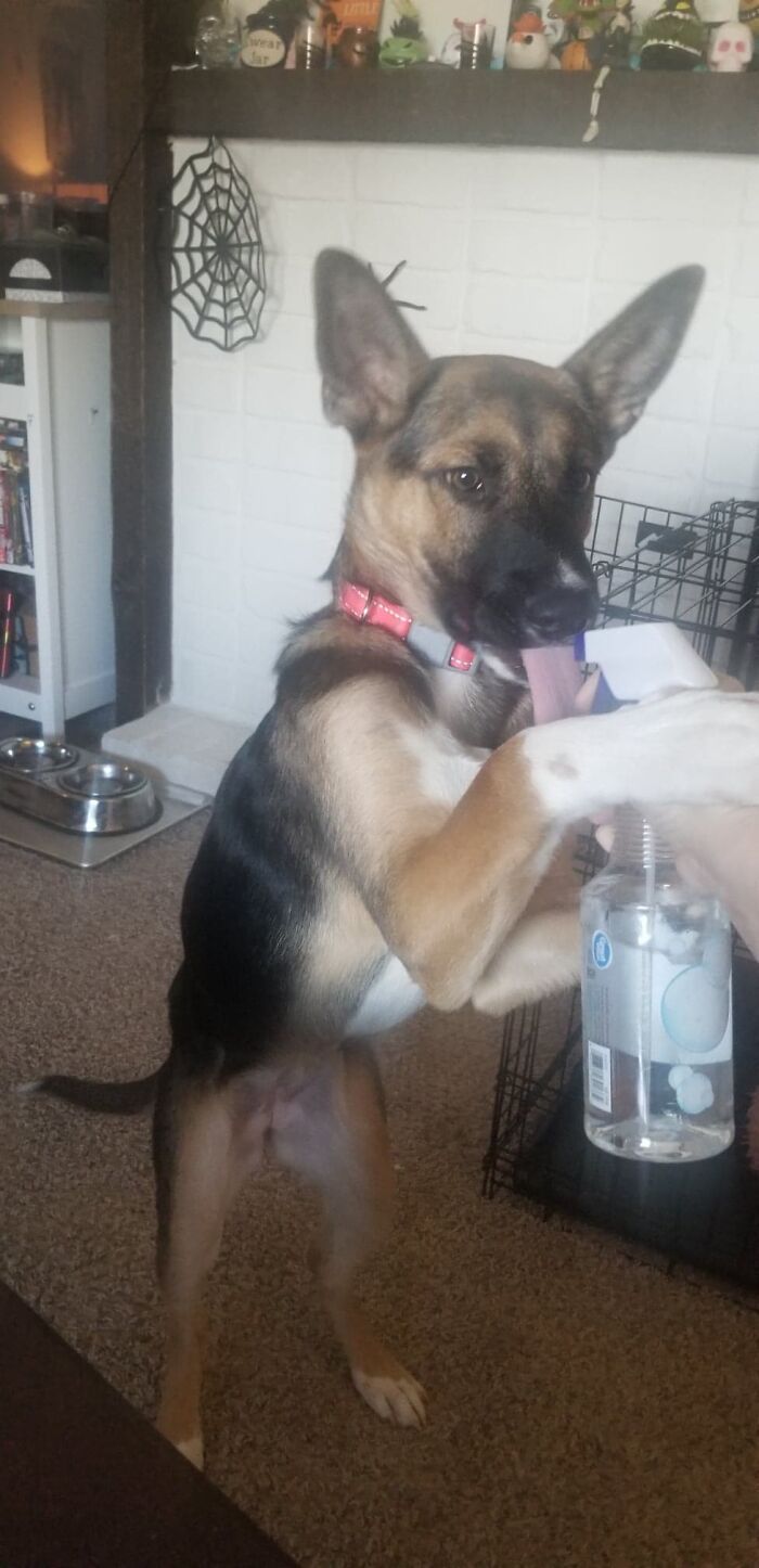 Scarlett (Should Have Named Her Dobby) Is Obsessed With Water Bottles!