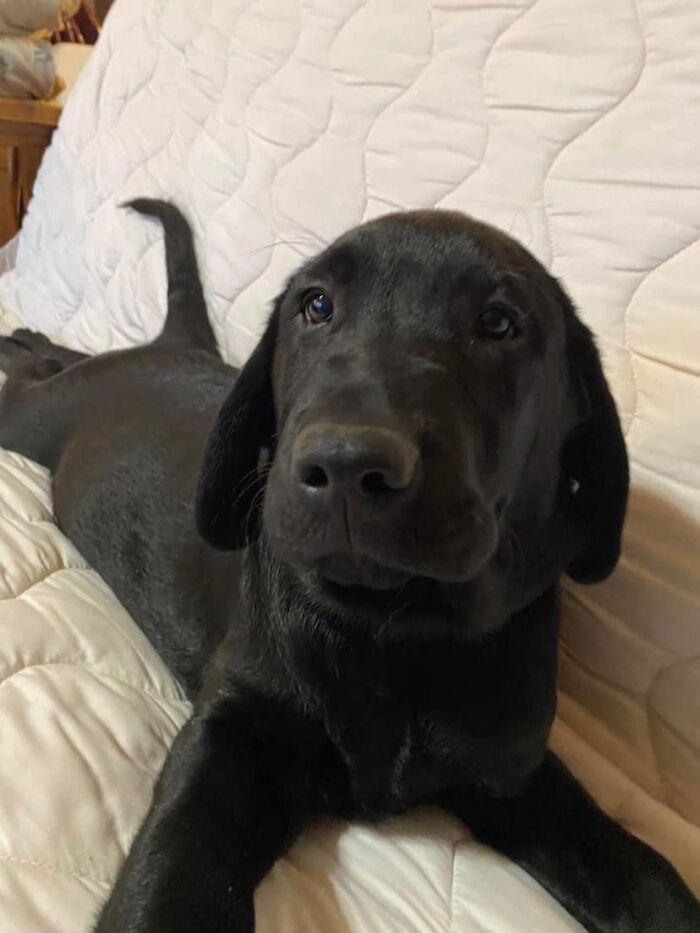 Finn The Wonder Puppy (8 Pics)