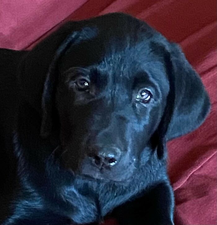 Finn The Wonder Puppy (8 Pics)