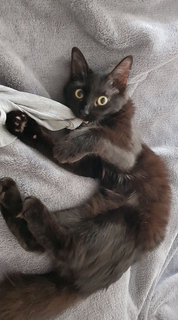 My Dangerous Ball Of Fur