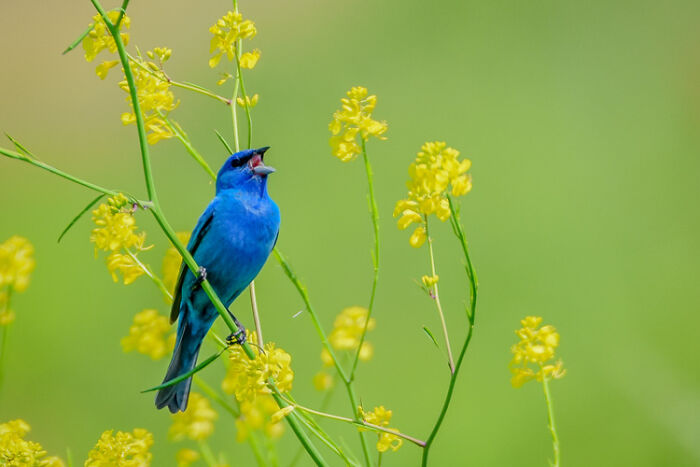 Indigo Bunting