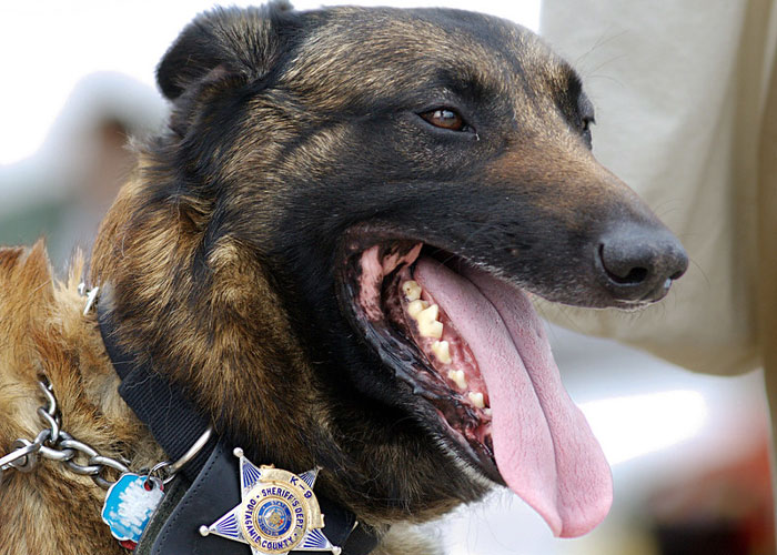 Video Captures The Tiniest Police Pup Doing Rounds Around An Airport, Amasses 9M Views Video Captures The Tiniest Police Pup Doing Rounds Around An Airport, Amasses 9M Views
