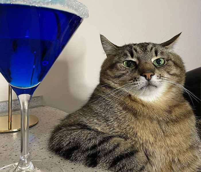 Famous Ukrainian Cat Stepan Flees With His Family, Finds Safety In France Famous Ukrainian Cat Stepan Flees With His Family, Finds Safety In France