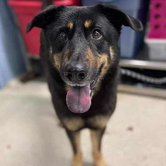 Homophobic Owner Abandons ‘Gay’ Puppy Who Later Gets Taken In By Gay Couple Homophobic Owner Abandons ‘Gay’ Puppy Who Later Gets Taken In By Gay Couple