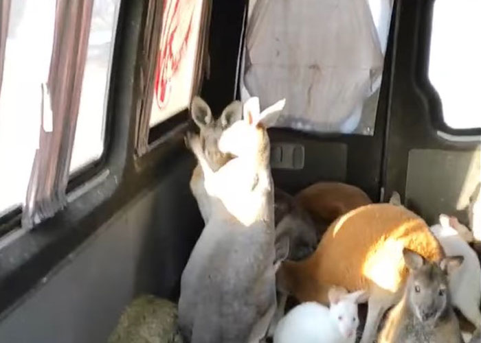 Man Drives 10 Kangaroos To Safety With His Van From A Zoo In Kharkiv That Suffered An Attack Man Drives 10 Kangaroos To Safety With His Van From A Zoo In Kharkiv That Suffered An Attack