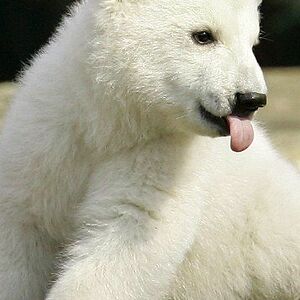 Polar_bear_lover