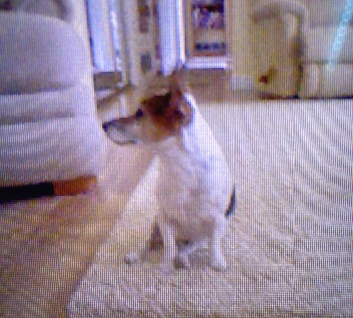 Fly High My Baby 🕊❤️🌹✨