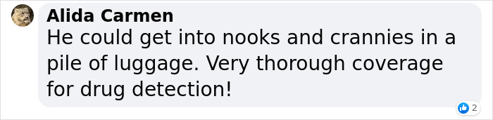 Video Captures The Tiniest Police Pup Doing Rounds Around An Airport, Amasses 9M Views Video Captures The Tiniest Police Pup Doing Rounds Around An Airport, Amasses 9M Views