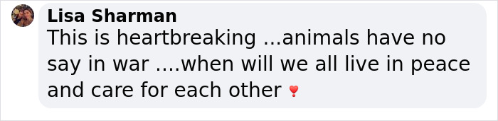 Famous Ukrainian Cat Stepan Flees With His Family, Finds Safety In France Famous Ukrainian Cat Stepan Flees With His Family, Finds Safety In France